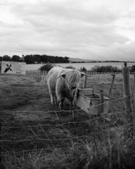 A photo of a blonde highland cow, stood in a field by a water trough, and looking at the camera as if to ask why am I interrupting its breakfast.